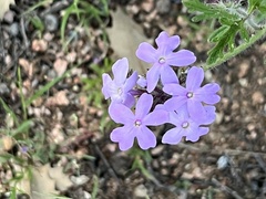 Glandularia gooddingii