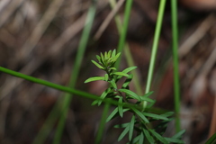 Comesperma esulifolium