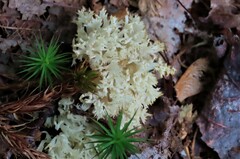 Clavulina coralloides