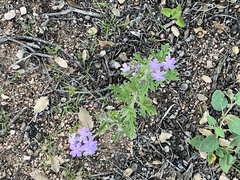 Glandularia gooddingii