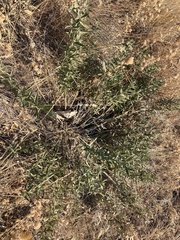 Lithospermum ruderale