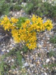 Solidago rigida glabrata