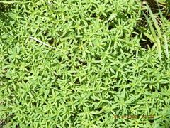 Pectis prostrata