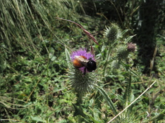 Bombus baeri