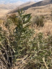 Lithospermum ruderale