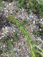 Solidago rigida glabrata