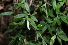 Ozothamnus whitei