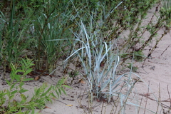 Leymus arenarius