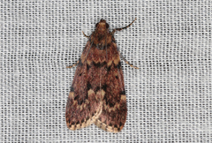 Mimaglossa nauplialis