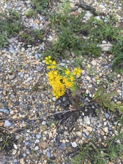 Solidago rigida glabrata