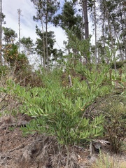 Acacia longifolia