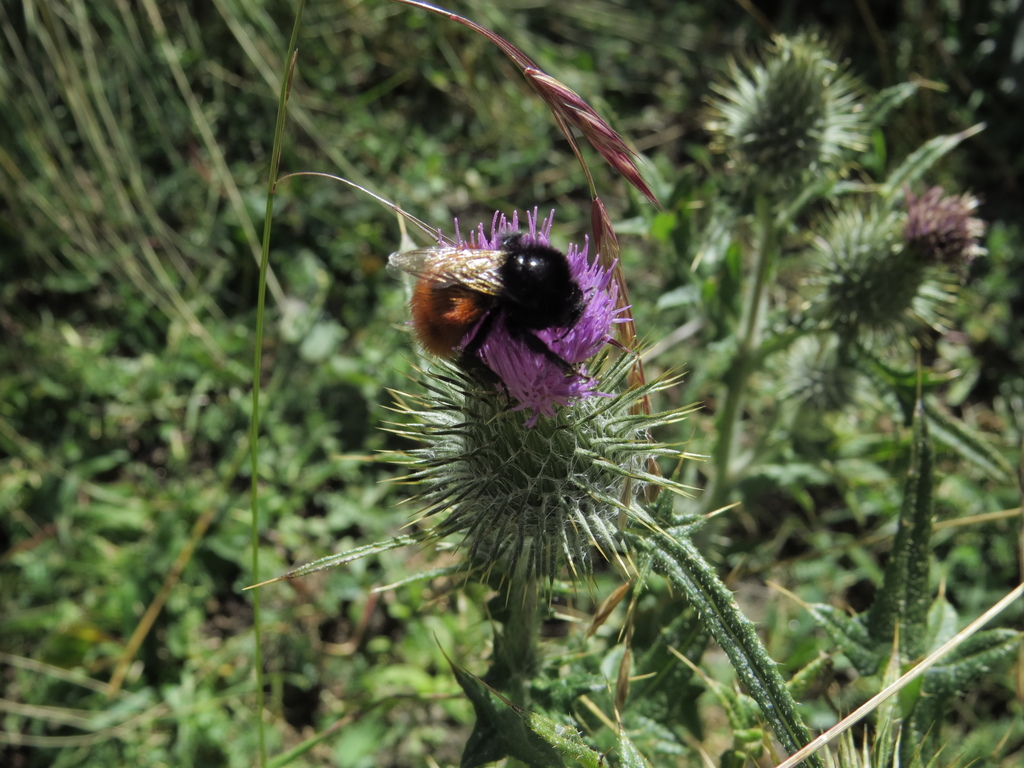 Baer's Bumble Bee