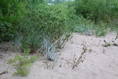 Leymus arenarius