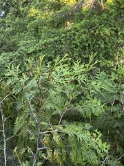 Thuja plicata