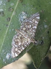 Glyphodes onychinalis