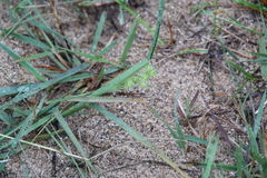 Cenchrus longispinus