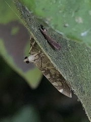 Glyphodes onychinalis