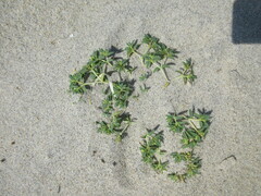 Euphorbia polygonifolia