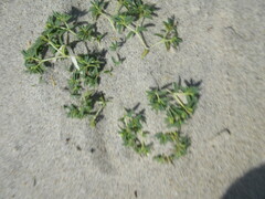 Euphorbia polygonifolia