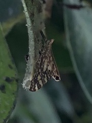 Glyphodes onychinalis