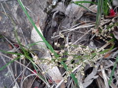 Lomandra multiflora dura