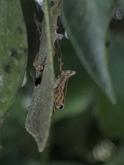 Glyphodes onychinalis