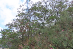 Robinia pseudoacacia