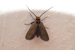 Cauchas rufifrontella