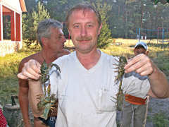 Pontastacus leptodactylus