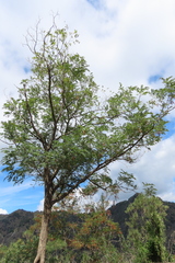 Robinia pseudoacacia