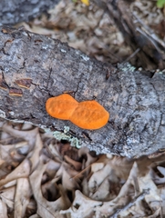 Trametes cinnabarina