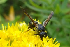 Euodynerus foraminatus