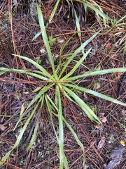 Pityopsis oligantha