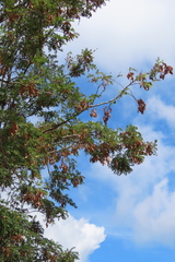 Robinia pseudoacacia