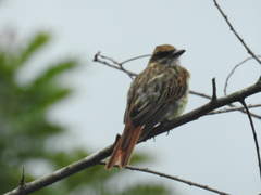Myiodynastes maculatus