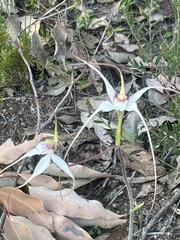 Caladenia longicauda
