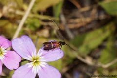 Adela paludicolella