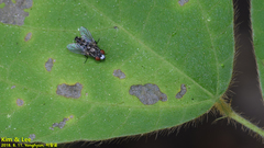 Metopia argyrocephala