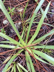 Pityopsis oligantha