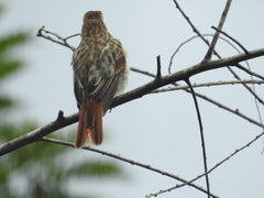 Myiodynastes maculatus