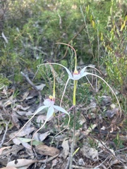 Caladenia longicauda