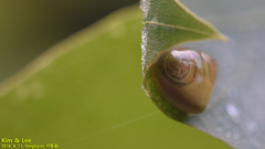 Cyrtarachne inaequalis