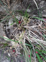 Lomandra multiflora dura