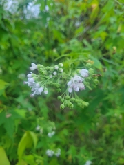 Ripariosida hermaphrodita