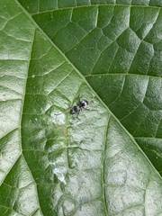 Myrma