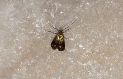 Nemophora