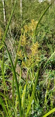 Cyperus esculentus
