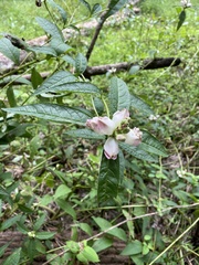 Chelone glabra