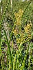 Cyperus esculentus
