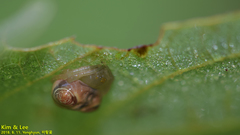 Cyrtarachne inaequalis